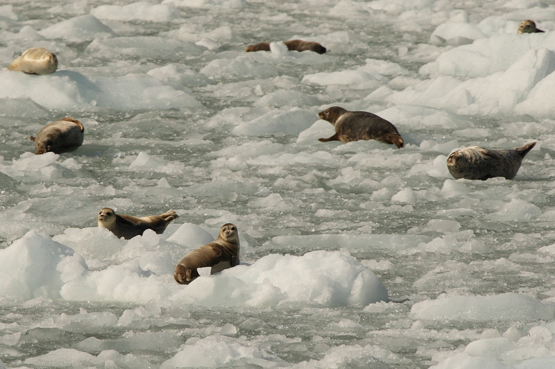 Harbor Seals (6718)
