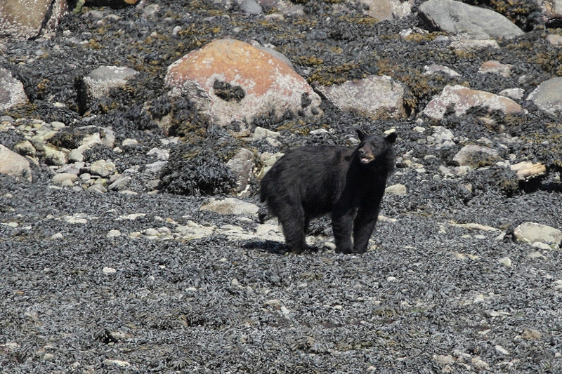 Black Bear (6739)