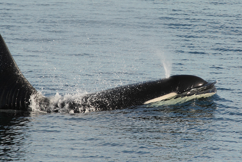 Orca Spouting in Frederick Sound (6958)