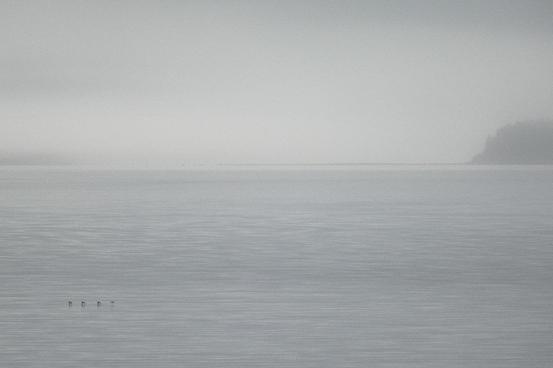 Fog in Glacier Bay (7511)