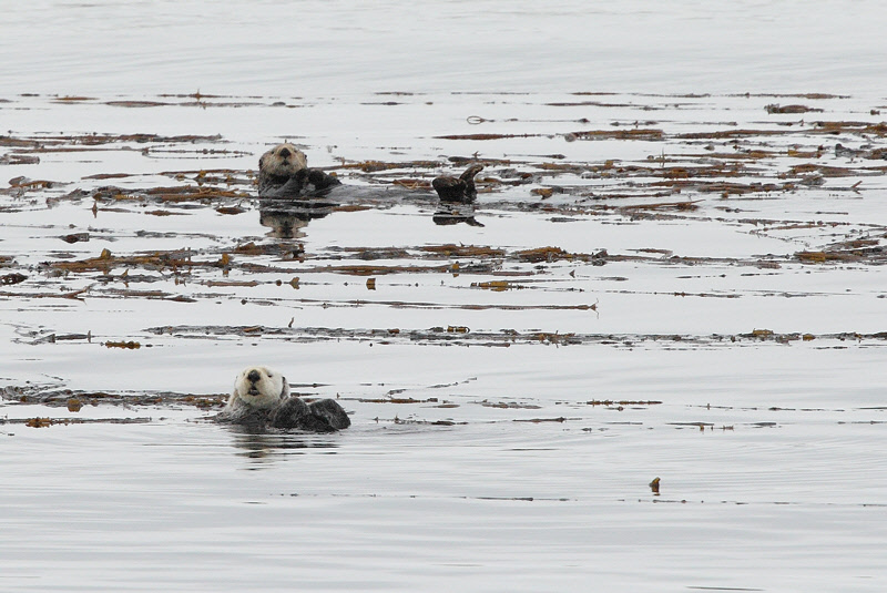 Sea Otters (7562)