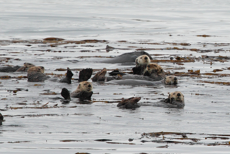 Sea Otters in Kelp (7569)