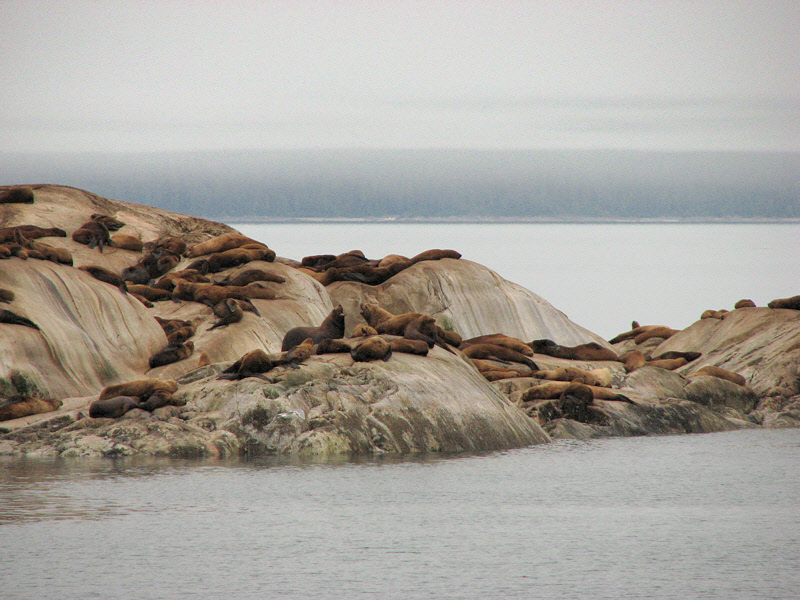 Steller Sea Lions (0611L)