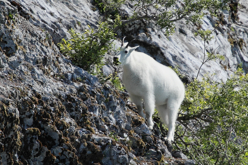 Mountain Goat Eating (7846)