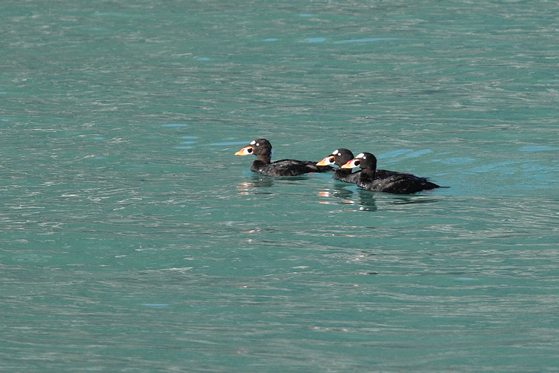 Surf Scoters (8517)