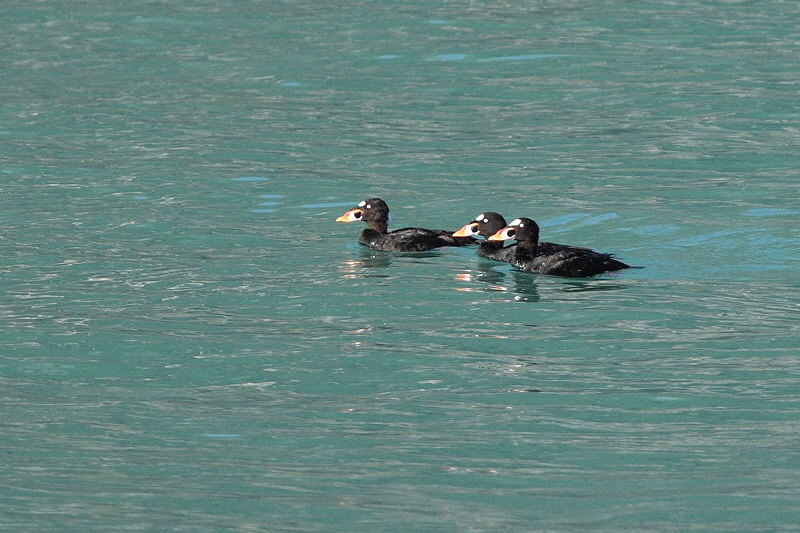 Surf Scoters (8517)