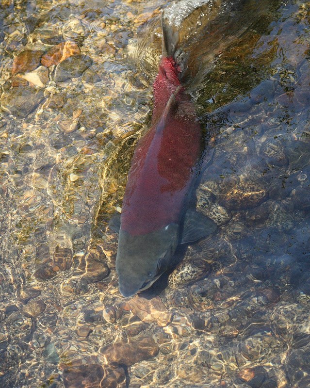 Spawning Salmon (8676)