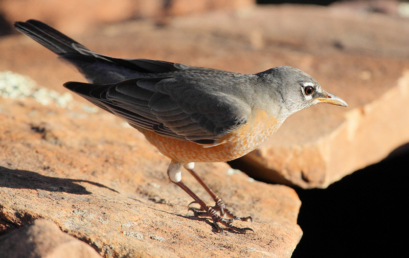 American Robin (1487)