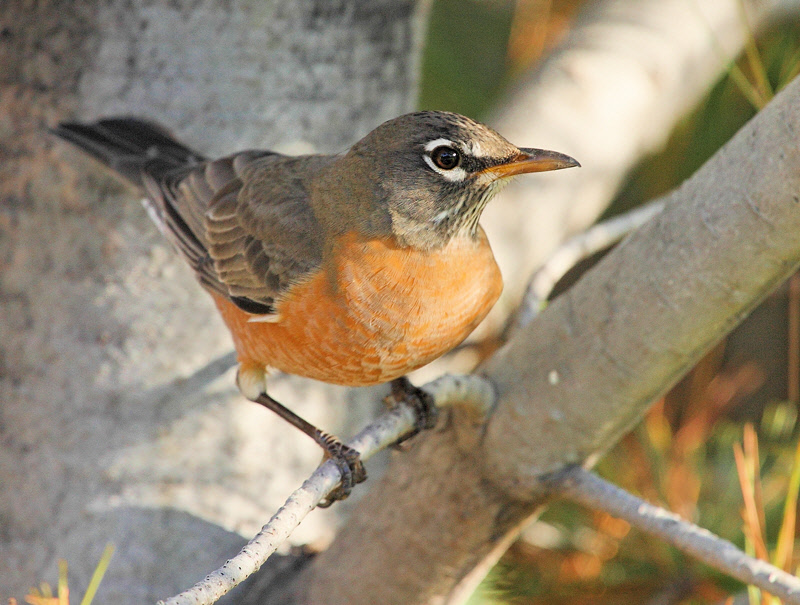 American Robin in Pine Tree (1483)