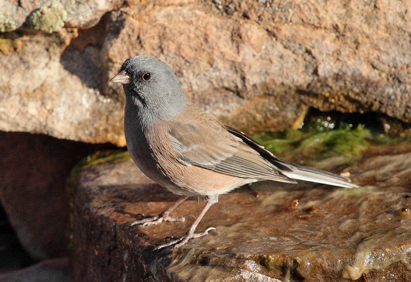 Pink-Sided Junco (6173)