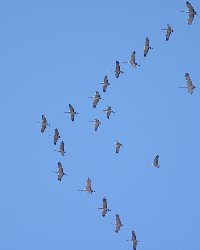 Sandhill Cranes (6658)