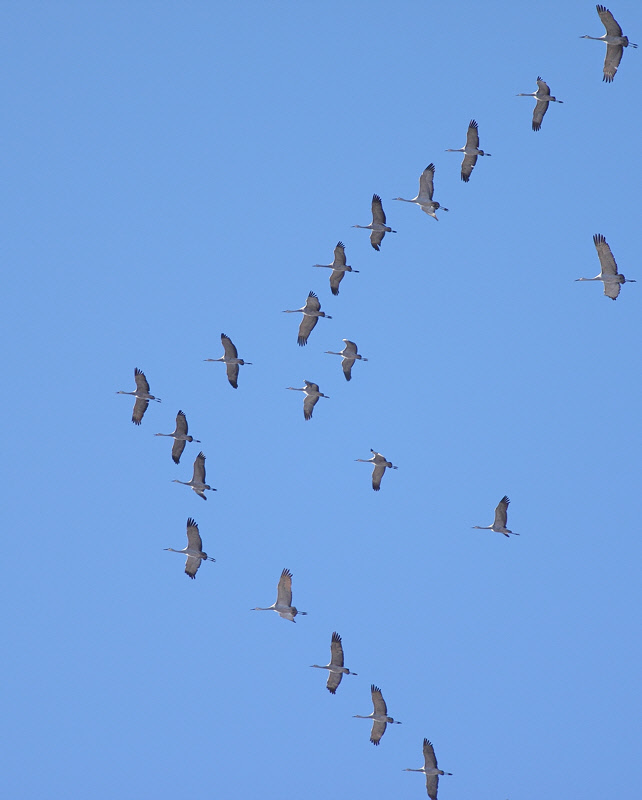 Sandhill Cranes (6658)
