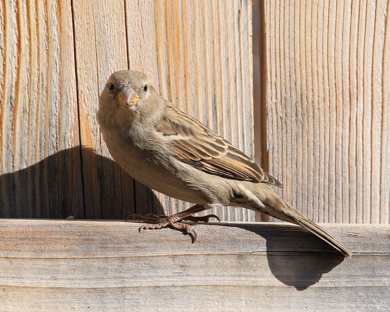 Female House Sparrow (6568)