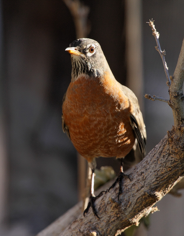 American Robin (6877)