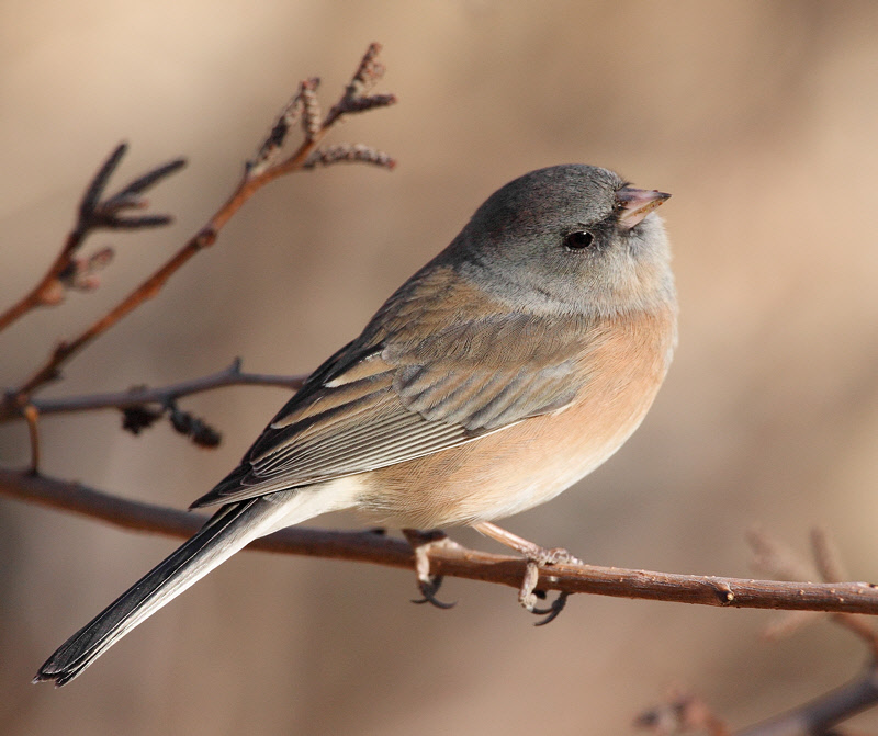 Pink-Sided Junco (6853)