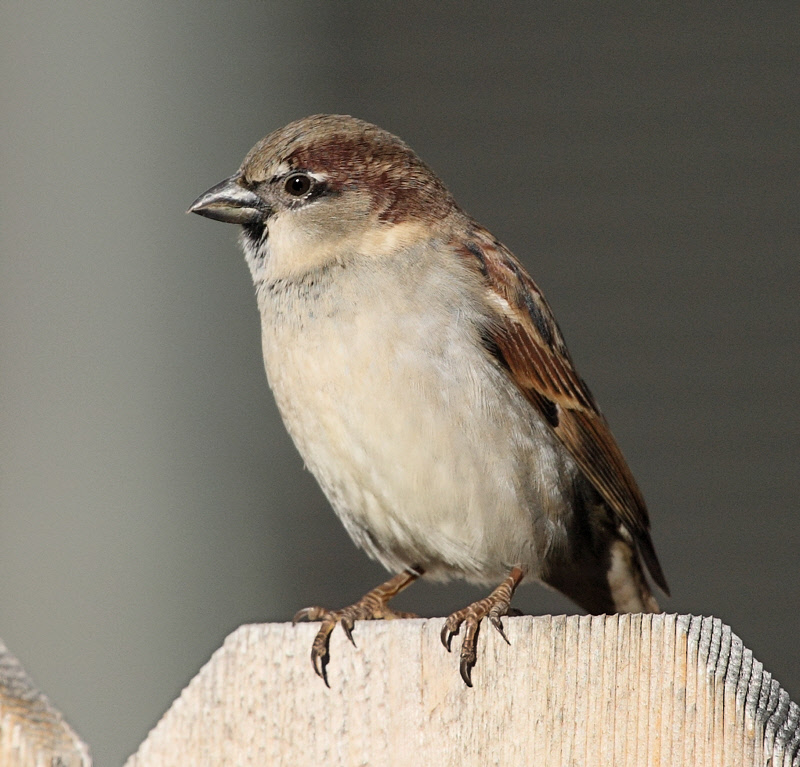 House Sparrow (6810)