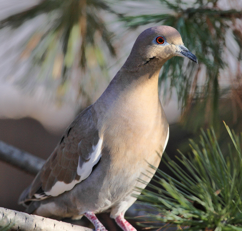 White-Winged Dove 2009