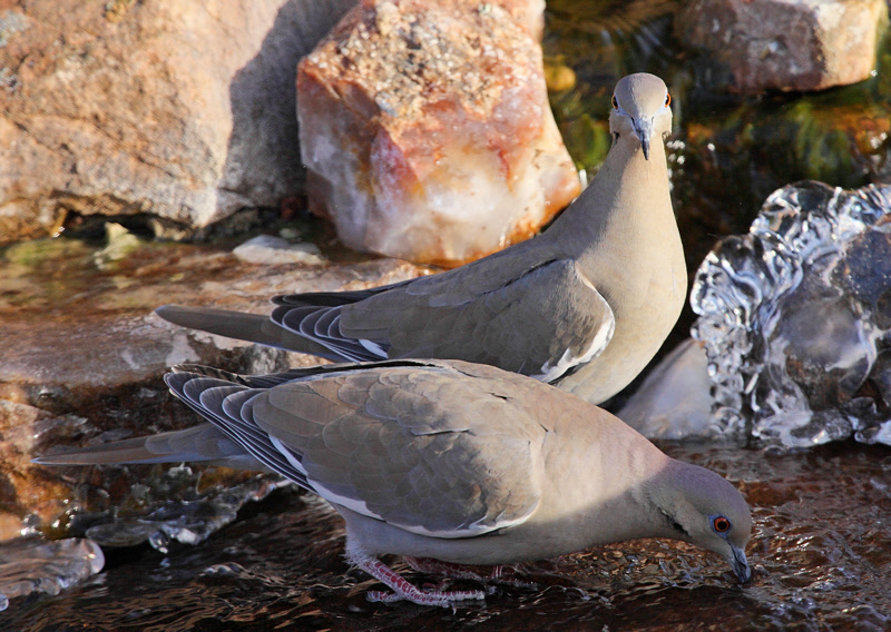 White-Winged Doves Drinking at the Waterfall #7837