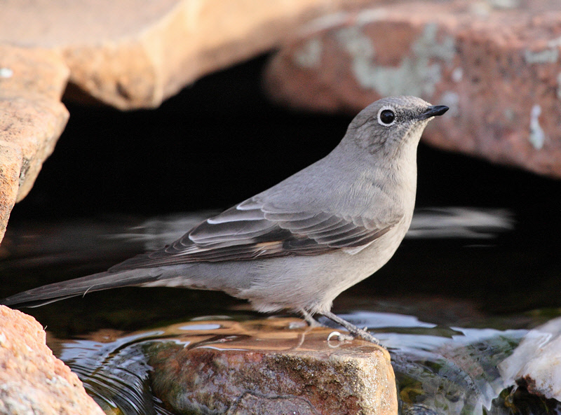 Townsend's Solitaire #8077