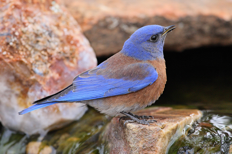 Western Bluebird (Male) #8472