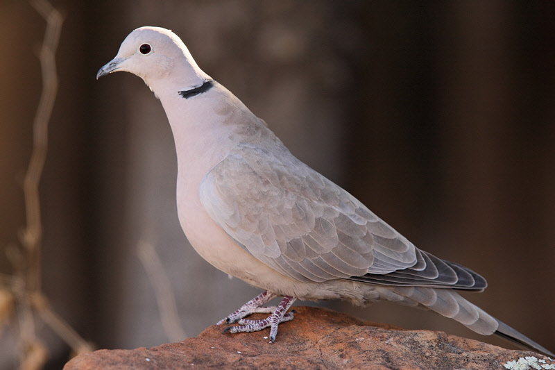 Eurasian Collared Dove #8671
