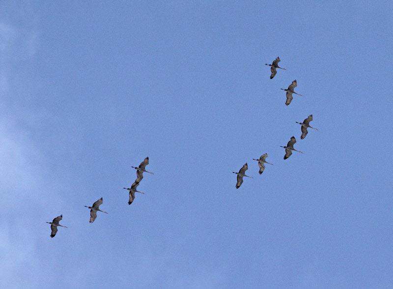 Sandhill Cranes, Heading North #2994