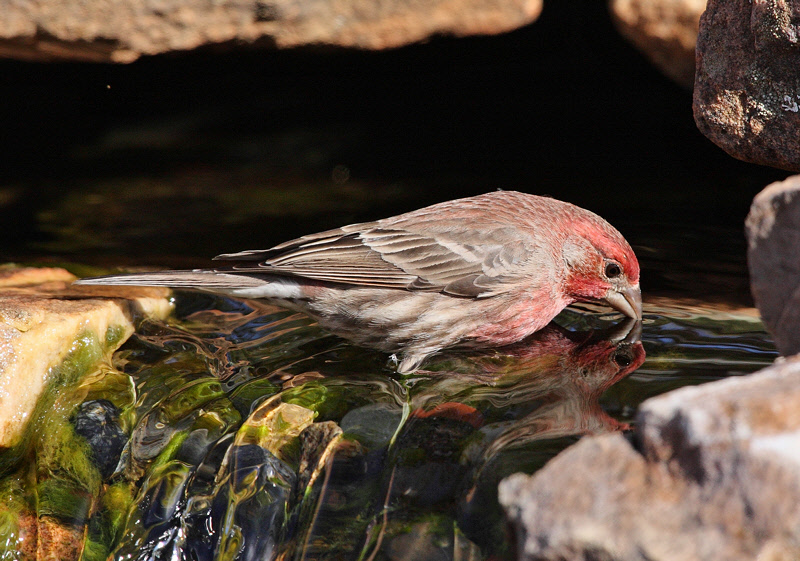 House Finch Drinking #3205