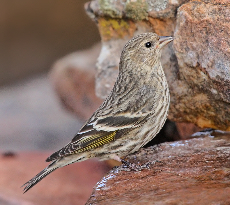 Pine Siskin #3589