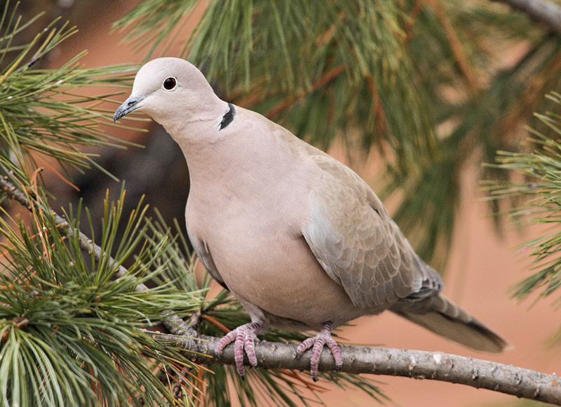 Eurasian Collared Dove #4080