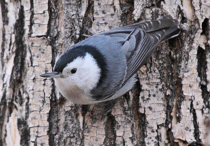 White-Breasted Nuthatch #4258