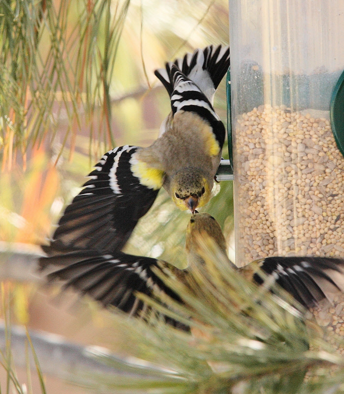 American Goldfinch Food Fight #5469