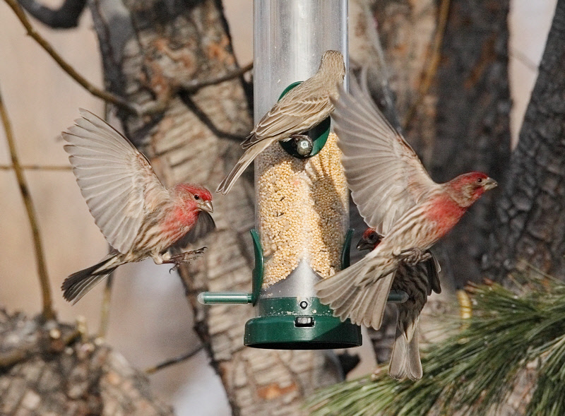 House Finches, Coming and Going #5991