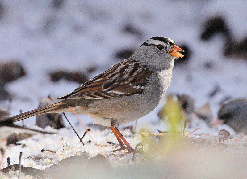 White-Crowned Sparrow #6407
