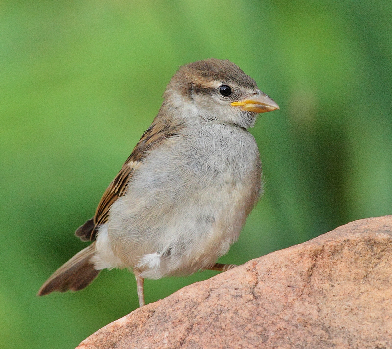 House Sparrow Juvenile #5476