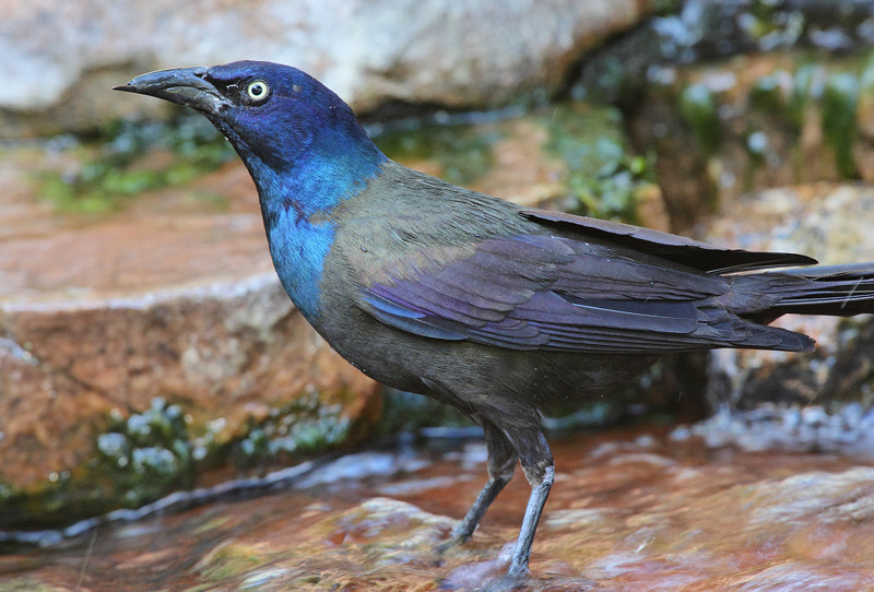 Common Grackle with Broken Beak #5681