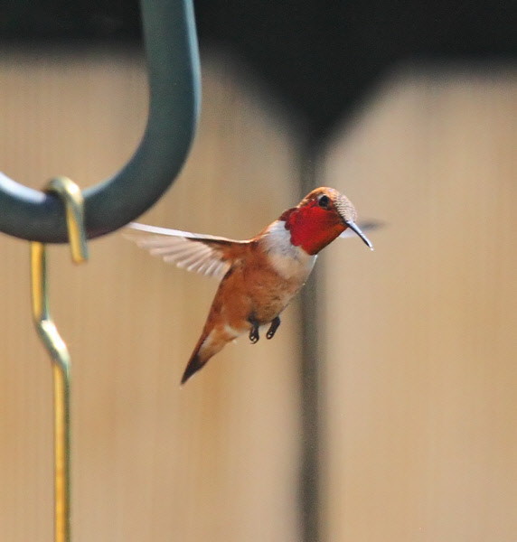 Rufous Hummingbird #6219