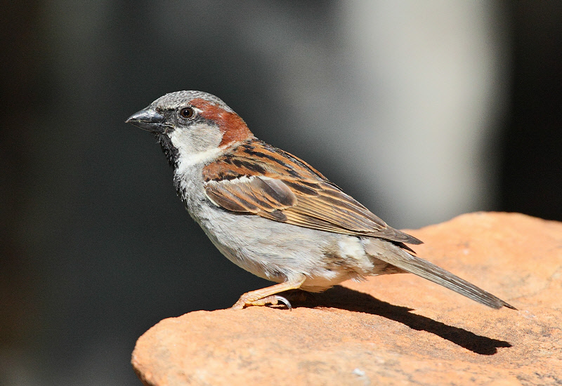 House Sparrow #6251