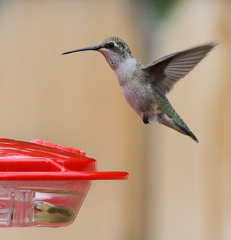 Black-chinned Hummingbird (Female) #6340