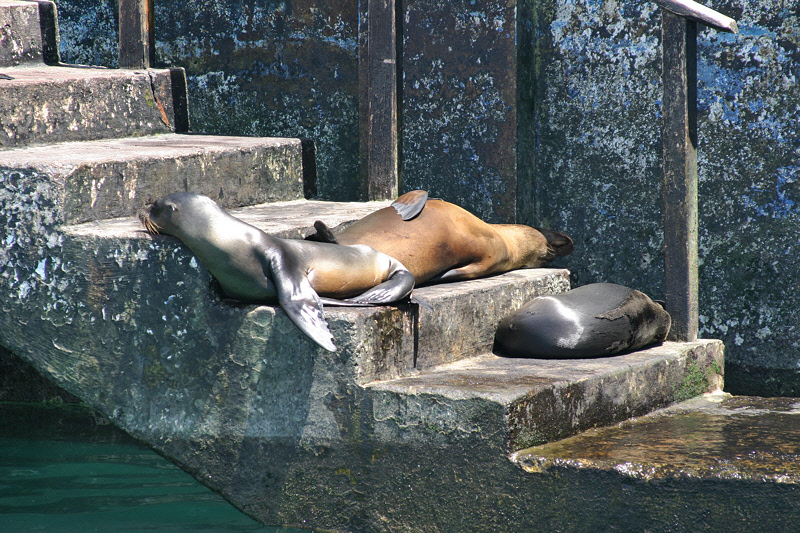 Sea Lions on the Pier Steps (3127L)