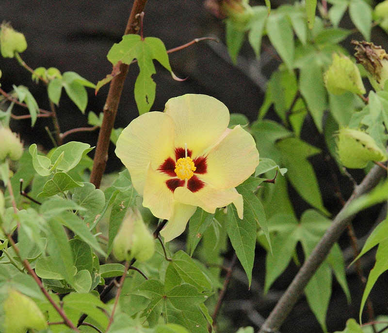 Galapagos Cotton Flower (5879)