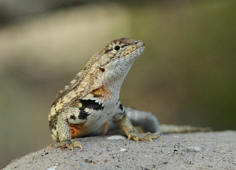 Lava Lizard (5909)