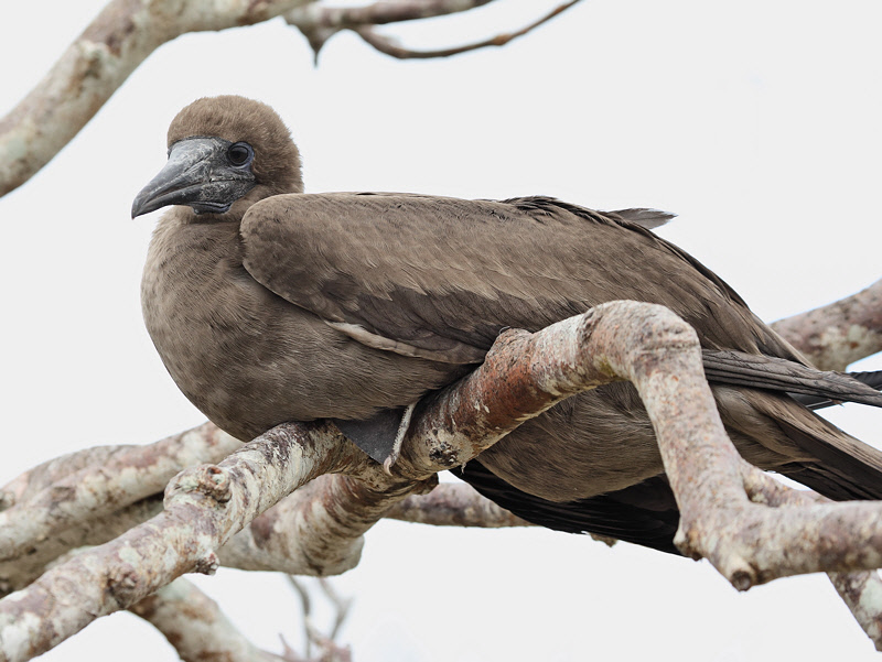 Red-footed Booby Juvenile (6086)