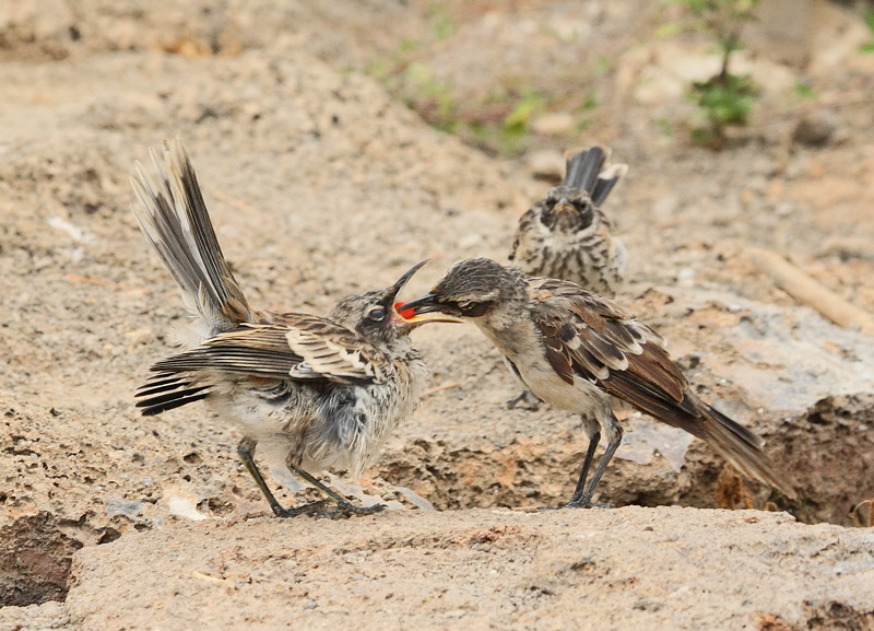 Galapagos Mockingbird feeding chick (6088)