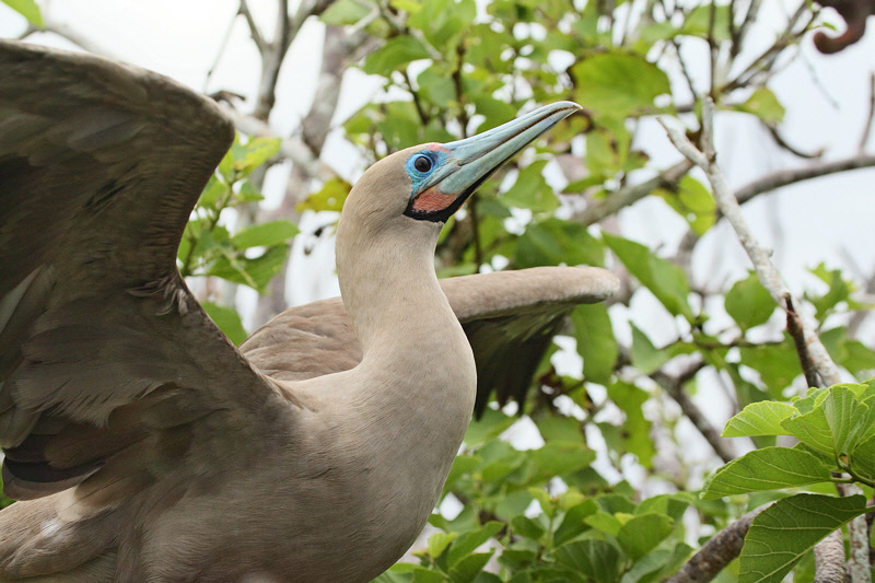 Red-footed Booby stretching (6099)