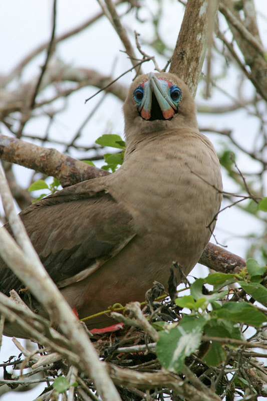 Red-footed Booby on Nest (3213L)