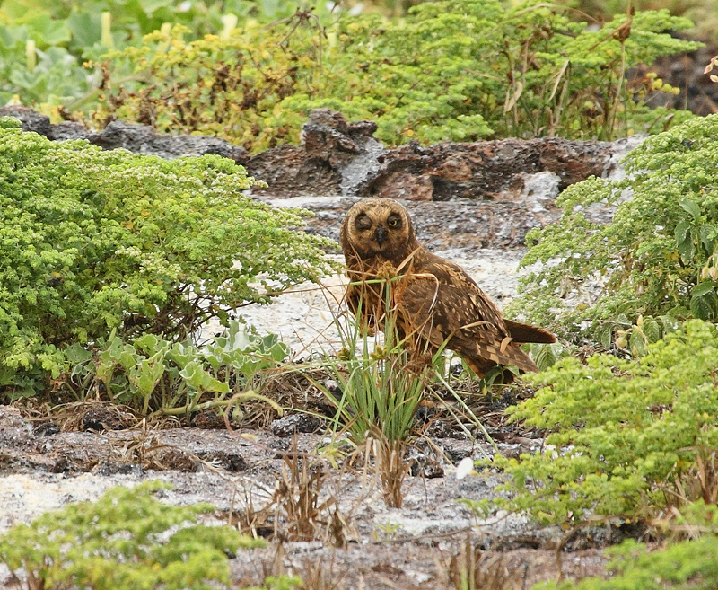 Short-eared Owl (6280)