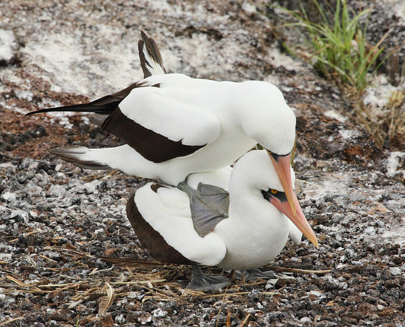 Nazca Booby pair being Friendly (6384)