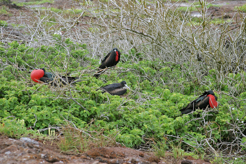 Great Frigatebird Group in Bush (3243L)