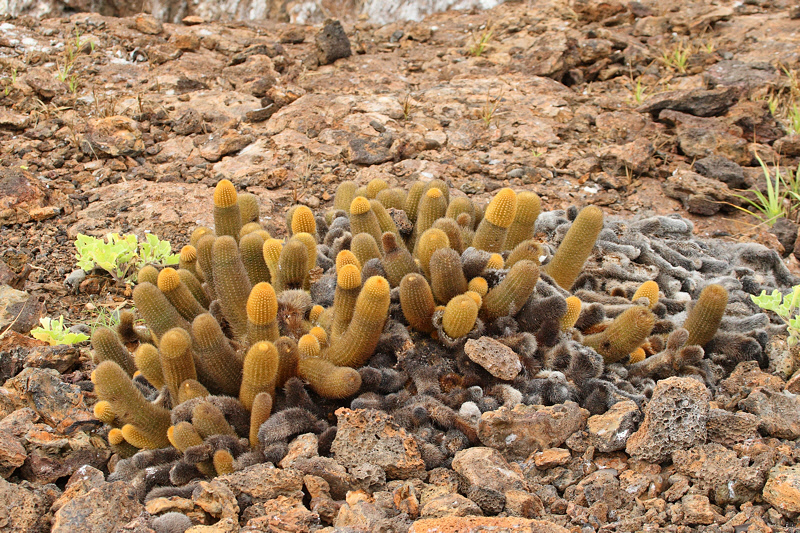Lava Cactus (6475)