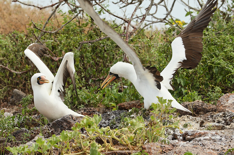 Nazca Boobies Posturing (6577)